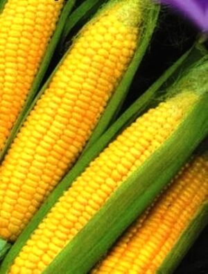 Семена кукурузы сахарной Деликатесная