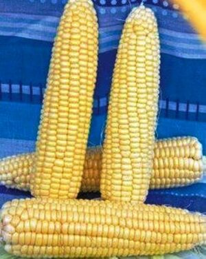 Семена кукурузы сахарной Русалка