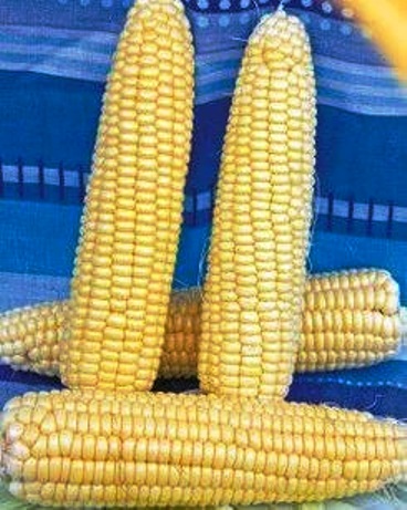 Насіння кукурудзи цукрової Русалка Насіння кукурудзи цукрової Русалка