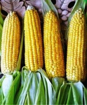 Семена кукурузы сахарной Свит Голд