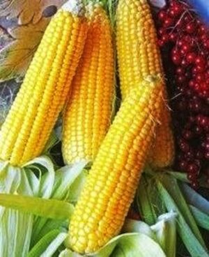 Семена кукурузы сахарной Ароматная