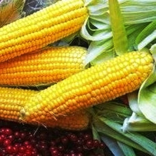 Семена кукурузы сахарной Лакомка Семена кукурузы сахарной Лакомка