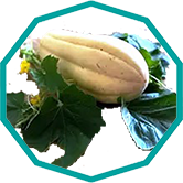 Дыни