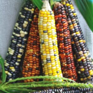 [:ua]Насіння кукурудзи цукрової Різнокольорова[:ru]Семена кукурузы сахарной Разноцветная[:]