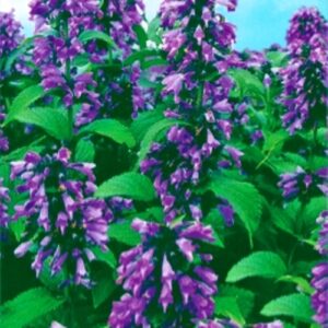 Котовник декоративний (Непета блакитна)
